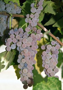 Canadice Seedless Grape